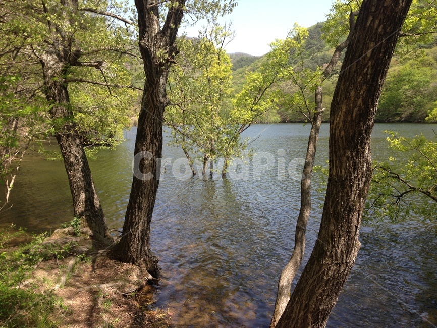 주산지,주왕산,저수지,인공저수지,왕버들,버드나무,수중,물속,청송,한국,jusanji,juwangsan,reservoir,artificialreservoir,weepingwillow,koreanweepingwillow,underwater,water,cheongsong,korea