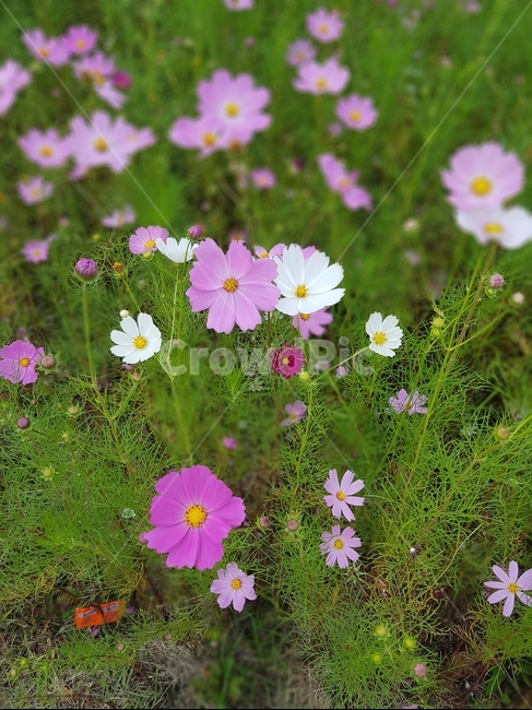 코스모스,가을,꽃밭,핑크,접사,식물,자연,plants,nature,꽃,flower