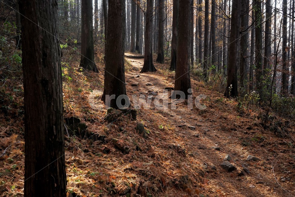 초겨울,숲,메타세콰이어,나무,자연,woods,forest,nature,trail,latefall,walkway,trees,season,stroll,park,sunshine,그림자,shadow,식물,자연,plants,nature,나무,trees,wood