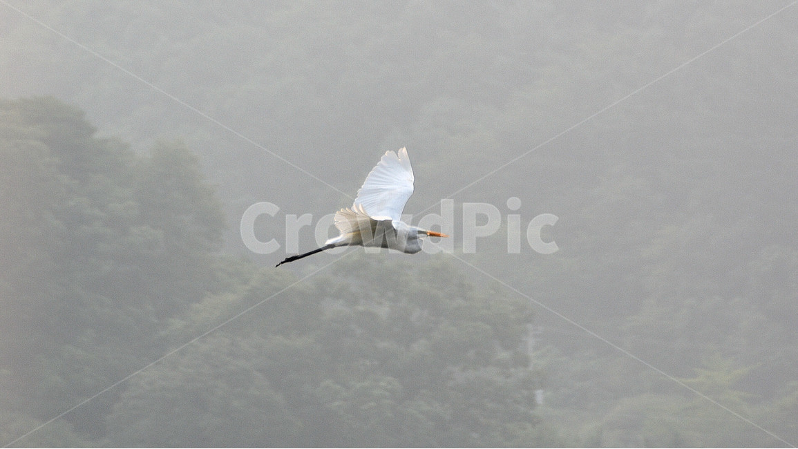 두루미,동물,자연,안개,비상,동물,animal,조류,새,birds