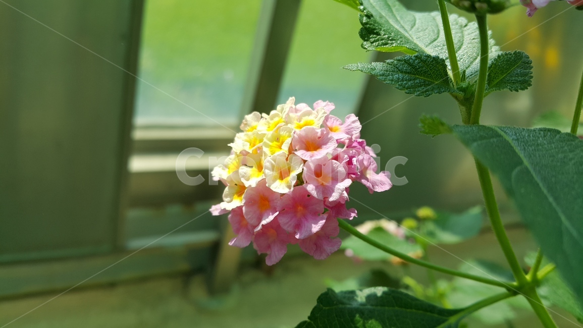 꽃,자연,푸르름,풀,식물,식물,자연,plants,nature,꽃,flower