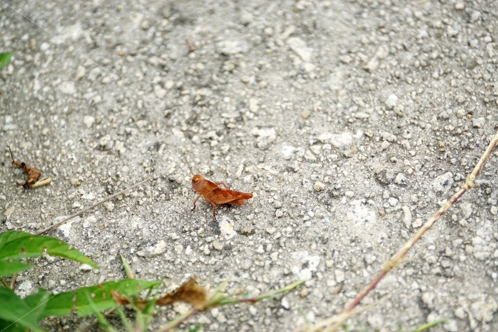 곤충,풀무치,메뚜기,동물,자연,insect,식물,이파리,잎사귀,벌레,nature,animal,여름,summer,계절,season,동물,animal,곤충,벌레,insect,bug