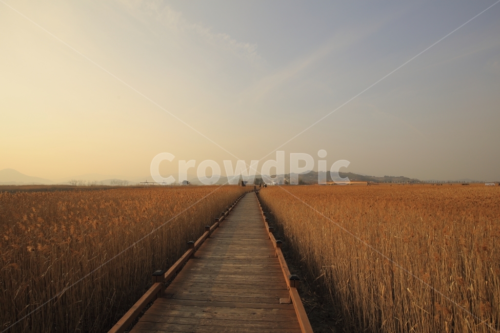 순천만습지,자연풍경,풍경사진,갈대,감성사진,가을,계절,fall,autumn,season,자연,풍경,nature,landscape,한국자연풍경,한국자연경관,korea nature landscape,boardwalk,산책로,bridge,다리,building,건물