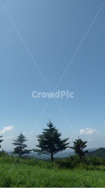 하늘,나무,구름,자연,맑음,풍경,자연,풍경,nature,landscape,tree,plant,식물,fir,전나무
