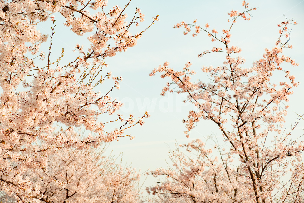 벚꽃,꽃,봄,벚꽃나무,감성,자연,flower,cherryblossom