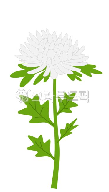 국화,조문,추모,부고,한국,장례,위로,장례식,위로문자,근조,국화꽃