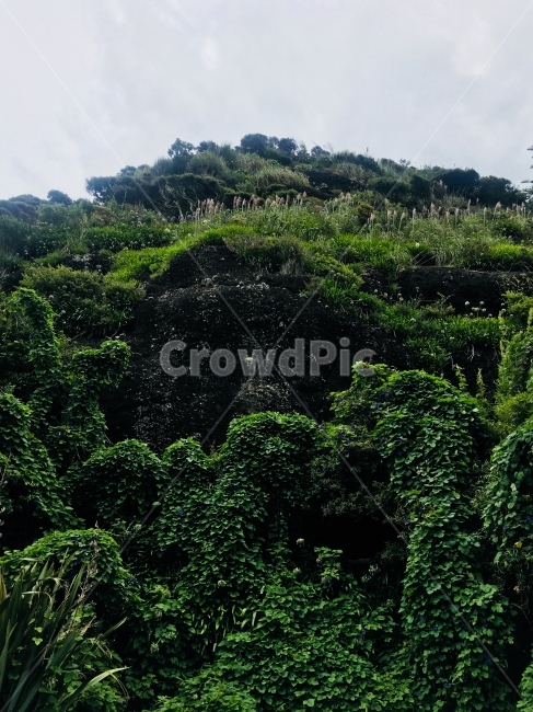 뉴질랜드,피하비치,트래킹,여행,휴식,숲,하늘,자연,풍경,nature,landscape,vegetation,초목,plant,식물,outdoors,옥외,tree,나무,rainforest,열대 우림,land,땅