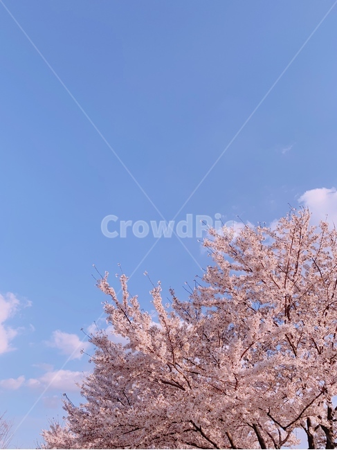 벚꽃,벚꽃나무,하늘,봄,나무,봄,계절,spring,season,자연,풍경,nature,landscape,plant,식물