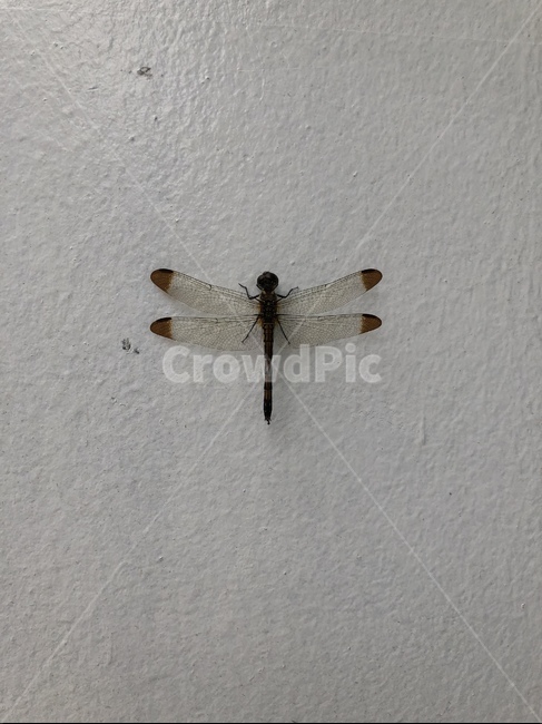 동물,곤충,insect,무척추동물,animal,곤충,벌레,insect,bug