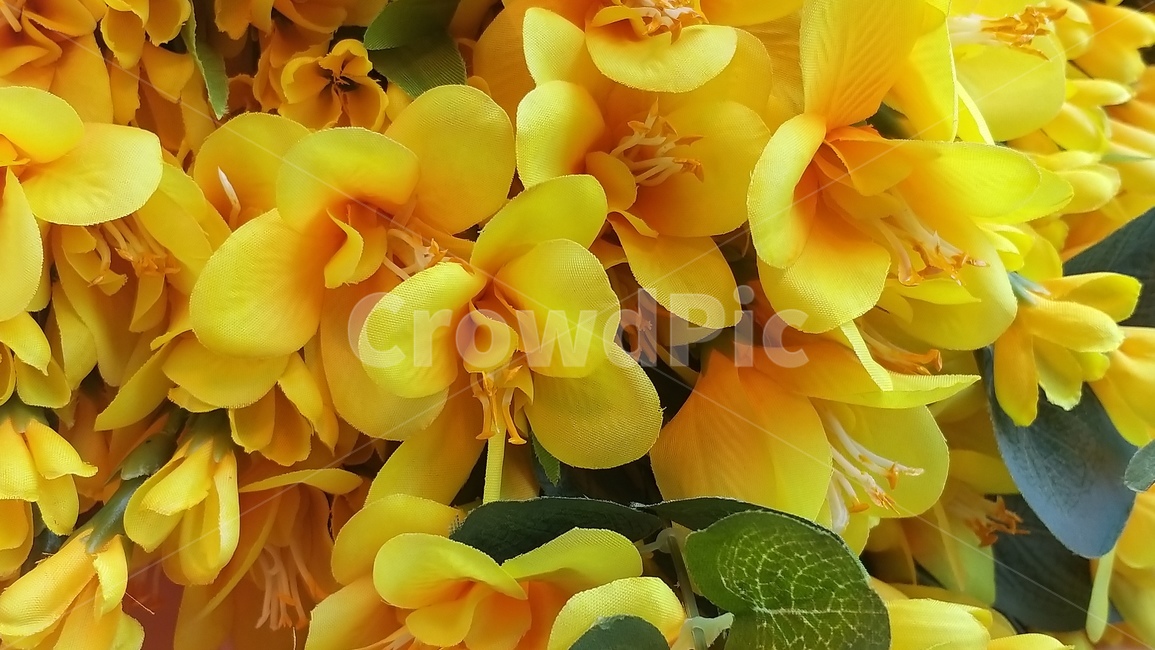 봄소식,봄꽃,예쁜꽃,plant,식물,flower,blossom,꽃,노랑색꽃,spring,꽃사진,색채,색감,색상,season,웹용,계절,자연,감성,봄