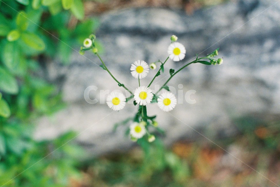 감성,필름사진,필카,들꽃,감성사진,식물,자연,plants,nature,꽃,flower