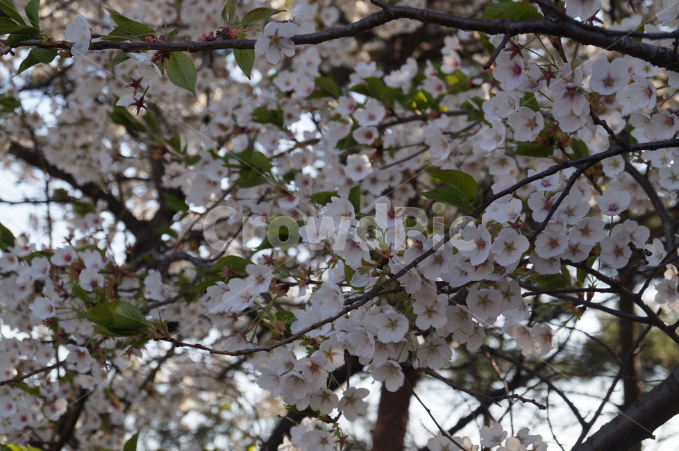 봄,꽃,자연,flower,spring,봄,계절,spring,season,식물,자연,plants,nature,꽃,flower,plant,blossom
