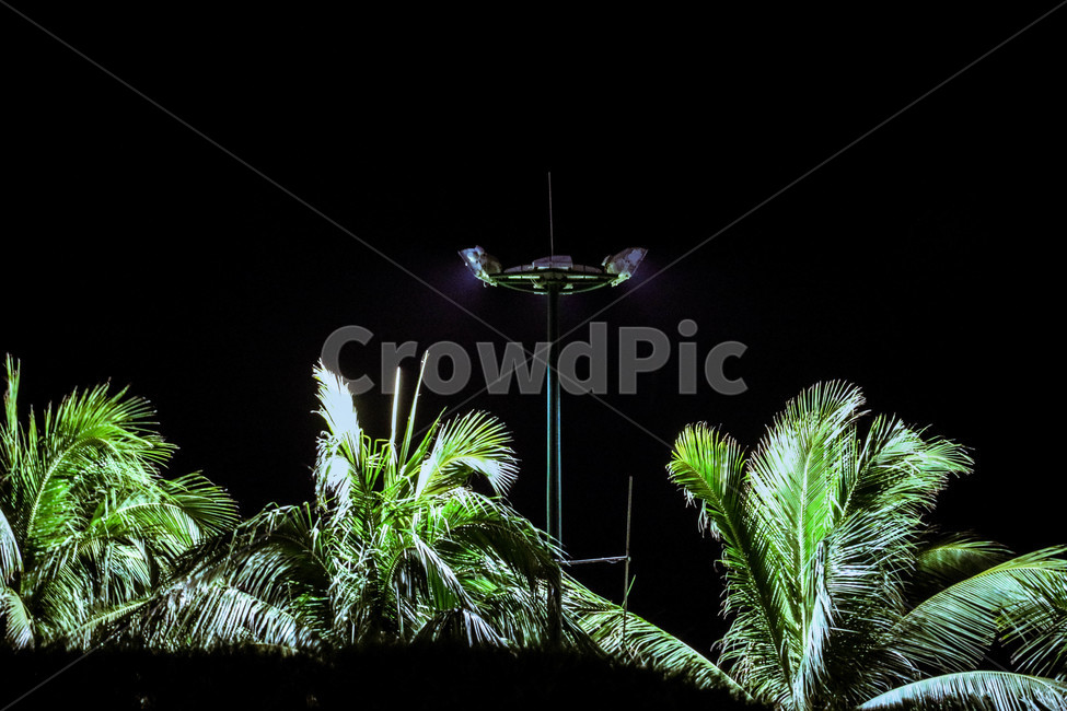 야자수,야경,palmtrees,noghtview,wind,바람,밤야자수