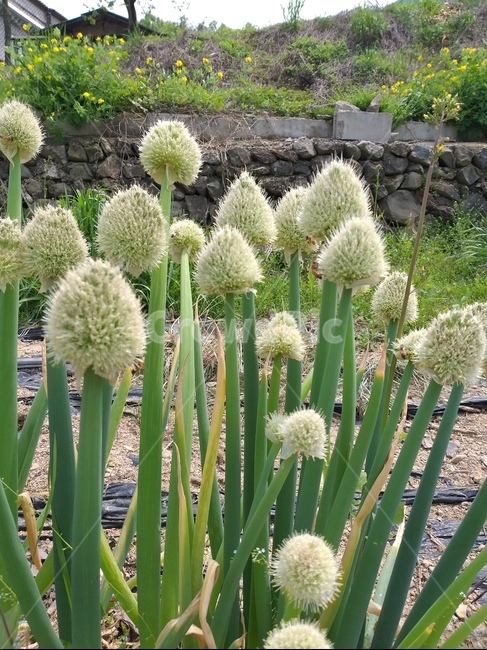 대파꽃,greenonion,파의씨,대파,대파밭
