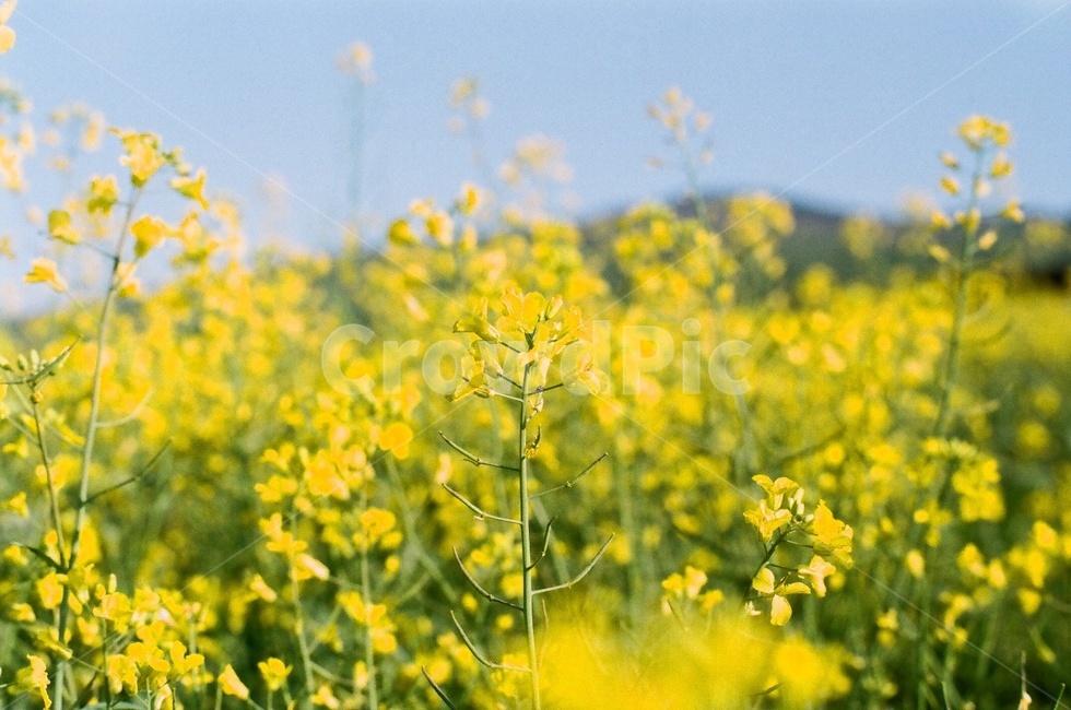 봄,유채꽃,유채,배경,꽃,노랑