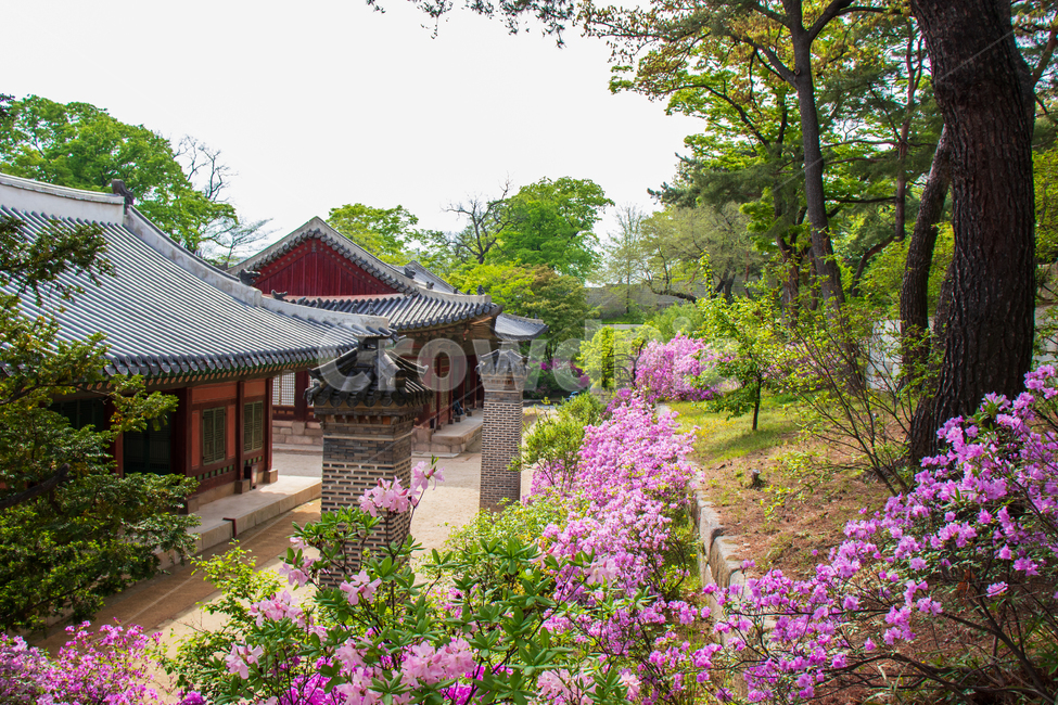 창경궁,한옥,한국,봄,꽃,궁,서울,korea,기와집,랜드마크,궁궐,고궁,기와,집,문화,역사,역사적인,전통,전통적인,한국전통,건물,풍경,경치,나무,한국문화,전통건축,건축,건축물,전통건축물,명소,관광지,여행지,문화재,국보,한국랜드마크,한국관광지,한국명소,유산,문화유산,유명,유명한,유명관광지,자연,식물,한국의,코리아,대한민국,남한,오래된,야외,배경,바탕,백그라운드,changgyeonggungpalace,changgyeonggung,palace,seoul,republicofkorea,landmark,culture,culturalassets,culturaltreasure,nationaltreasure,treasure,heritage,historic,historical,history,traditional,tradition,traditionalkoreanstylehouse,landscape,tree,trees,architecture,building,house,touristattraction,koreatouristattraction,famous,southkorea,flower,plant,spring,summer,green,natural,nature,beautiful,asia,ancient,old,classical,outdoor,outdoors,background,한국전통,한국문화,korean traditional,korean culture,랜드마크,landmark,tourist attraction,한국랜드마크,한국관광지,한국명소,korea landmark,korea tourist attraction,건축물,건물외관,exterior,building,structure,architecture,construction