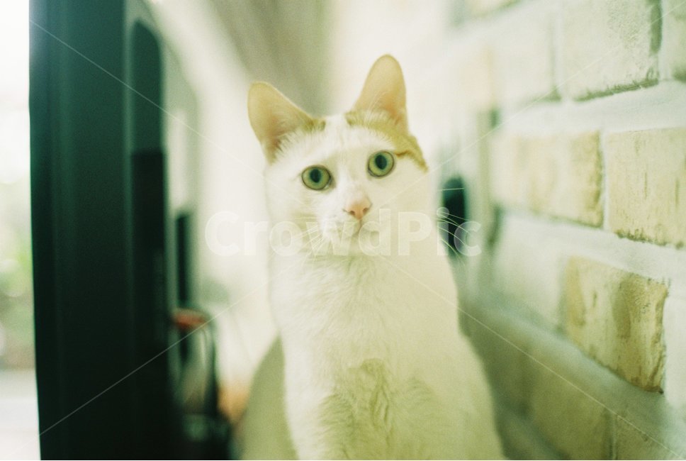 고양이,반려동물,cat,필름,film,필름사진,animal,동물,animal,포유류,mammal,고양이,cat,kitten,kitty