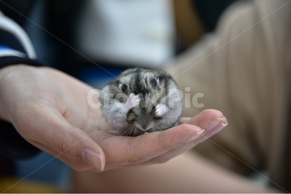 햄스터,동물,애완동물,포유류,펫,귀여움,귀여운,hamsters,mammals,pets,pet,cute,동물,animal,포유류,mammal