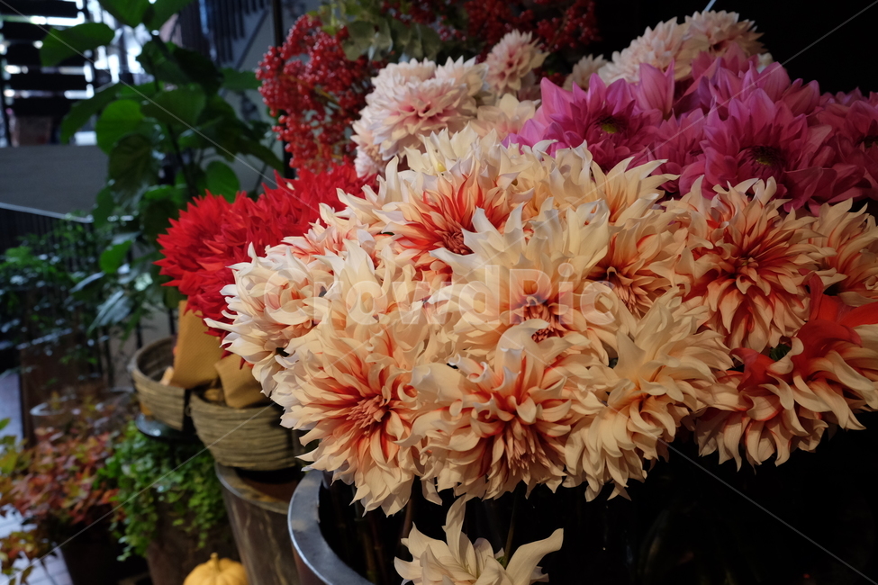 꽃,식물,화원,식물원,정원,식물,자연,plants,nature,꽃,flower