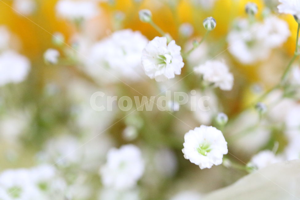 후리지아,프레지아,꽃,안개꽃,컬러,노란색,하얀색,식물,자연,flower,color,yellow,white,plant,nature,moss,freesia,식물,자연,plants,nature,꽃,flower