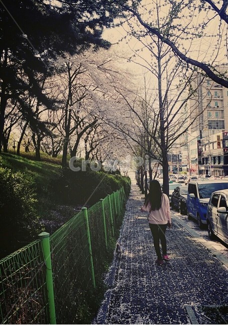 봄,산책,벚꽃,나들이,신남