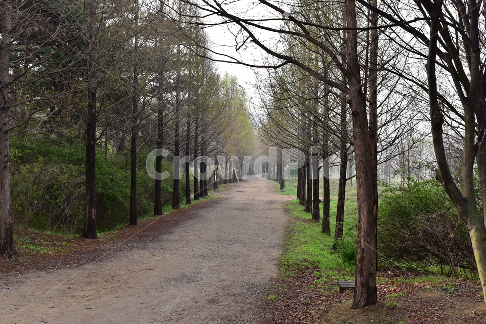 나무,식물,자연,안개,봄,자연,풍경,nature,landscape,식물,plants,나무,trees,wood,tree,plant,gravel,자갈,dirt road,흙길,road,도로,tree trunk,나무 줄기,ground,바닥