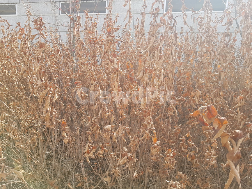 잡초,갈대,겨울,벽,풍경,자연풍경,하늘사진,바다풍경,도시풍경,풍경사진,감성사진,일상풍경,하늘감성,바다감성,구름사진,노을사진,푸른하늘,바다뷰,도시스냅,건물사진,건축사진,풍경스타그램,감성스타그램,사진기록,여행감성,힐링풍경,자연사진,풍경기록,일상사진,하늘구름,도시감성,바다하늘,뷰맛집,감성풍경,식물,자연,plants,nature