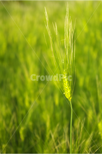 보리,보리밭,초록,식물,plants,nature,color,식물,자연,plants,nature,곡류,곡식,cereals,농업,농사,agriculture,farming,farming industry
