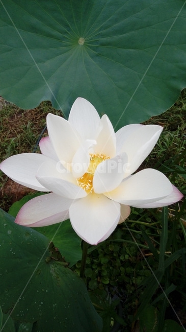 연꽃,연,식물,녹색,자연,꽃,식물,자연,plants,nature,꽃,flower