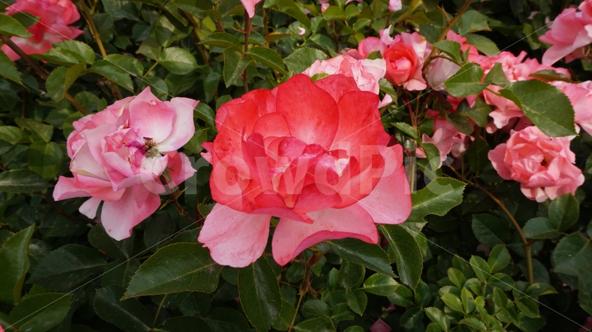 장미,rose,꽃,빨강,flower,장미축제,plant,nature,자연,식물,울산대공원,울산,향기,분홍,분홍색,빨간색,식물,자연,plants,nature,꽃,flower