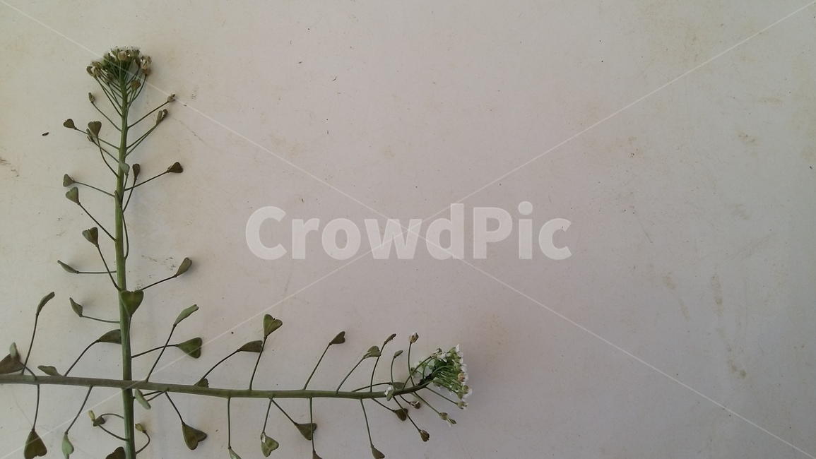 냉이,냉이꽃,봄냉이,봄,봄꽃,봄,계절,spring,season,식물,자연,plants,nature,꽃,flower,plant
