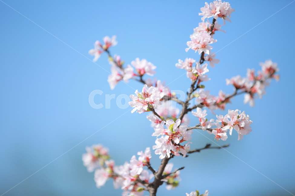 벚꽃,봄,새싹,cherryblossom,하늘,꽃,캐논,5dmark3,봄,계절,spring,season,식물,자연,plants,nature,꽃,flower,plant