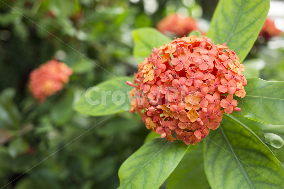 익소라,꽃,꽃잎,자연,식물,flower,식물,자연,plants,nature,꽃,flower