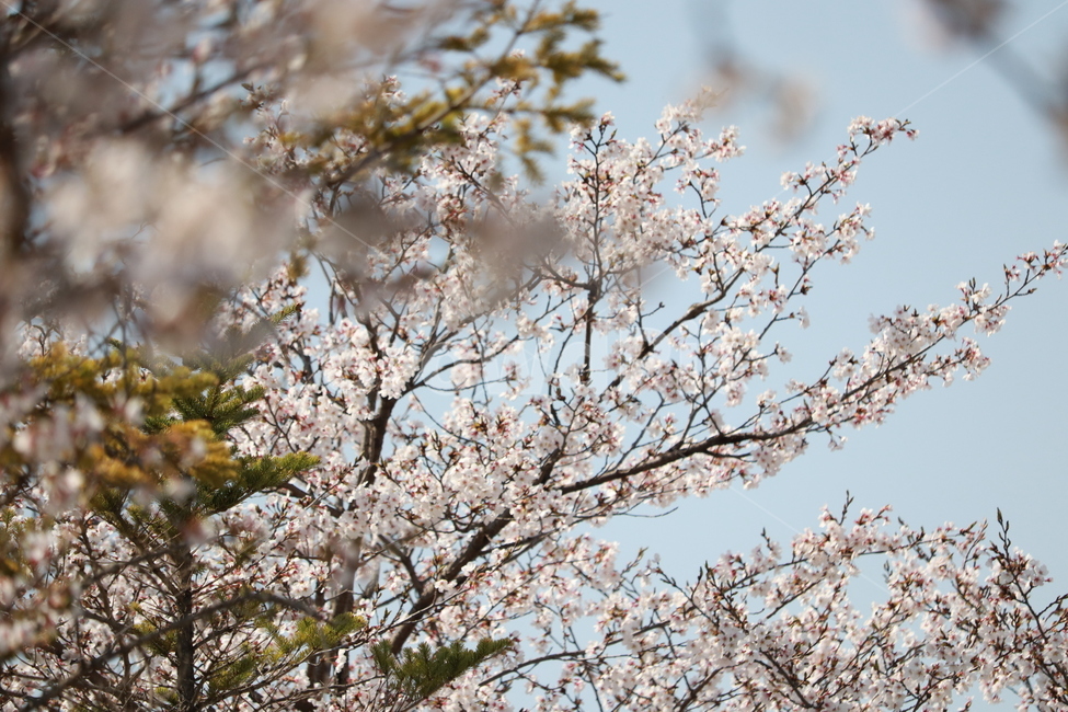 봄,벗꽃,자연,나무,분홍꽃,분홍,핑크,벛꽃,벚꽃,사쿠라,봄,계절,spring,season,식물,자연,plants,nature,꽃,flower,plant,blossom