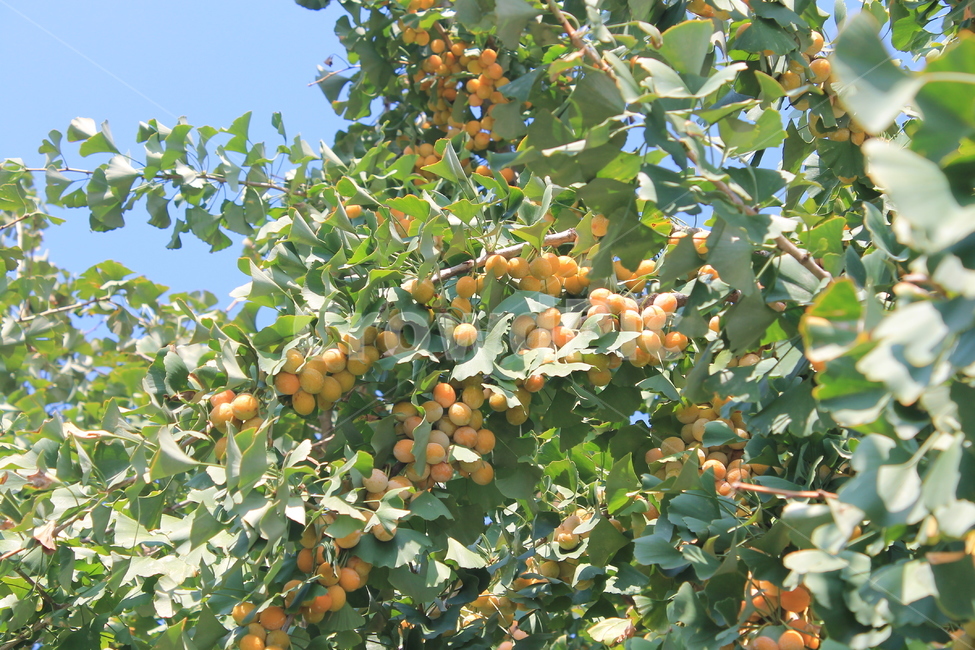 은행,ginko,ginkonut,가을,autumn,fall,fruit,과일,음식,나무,trees,wood,과일,열매,fruit