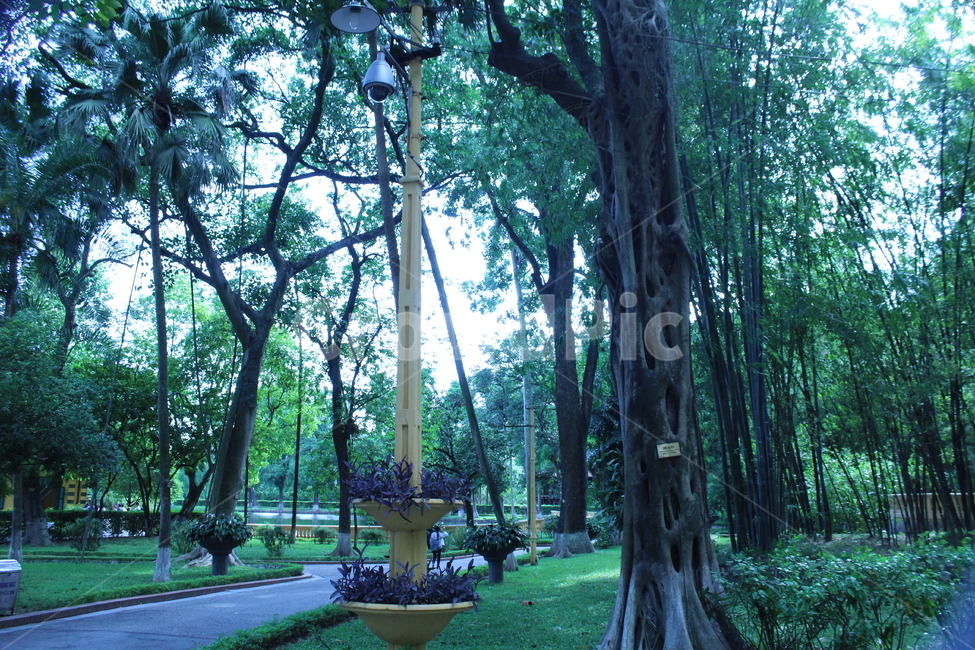 plant,식물,tree,나무,outdoors,옥외,공원,정원