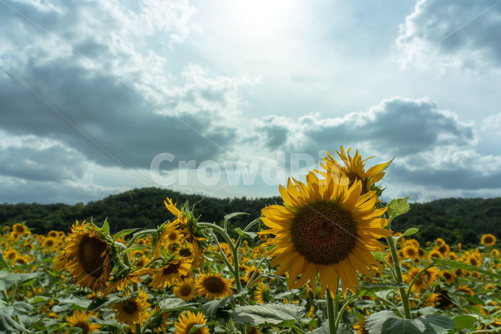 해바라기,여름,하늘,구름,자연,landscape,cloud,자연경관,korea,식물,꽃,노랑,초록,풍경,나무,산,자연,풍경,nature,landscape,식물,plants,꽃,flower,plant