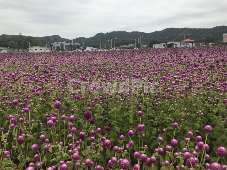 천일홍,보라색꽃,보라꽃,꽃밭,보라물결,자연,풍경,nature,landscape,식물,plants,꽃,flower,plant,blossom