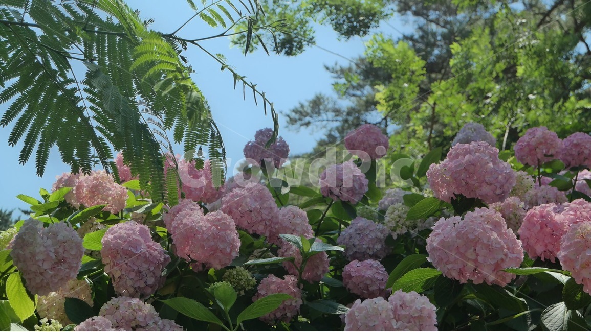 수국,여름,꽃축제,맑음,여름꽃,식물,아름다운,정원,화단,핑크색,flowers,summer,garden,plants,nature,자연,초록,green,colorful,풍경,landscape,pink,hydrangea,식물,자연,plants,nature,꽃,flower
