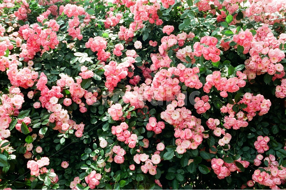 장미,서울대공원,소풍,5월,6월,꽃,풍경,백장미,분홍색,빨간색,식물,자연,plants,nature,꽃,flower