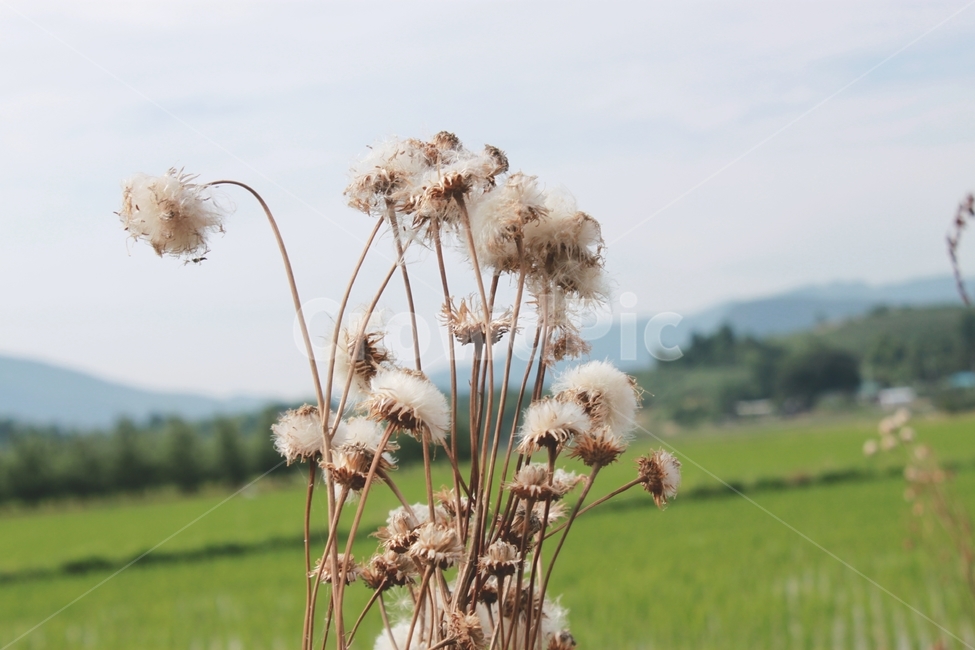 잡초,시골풍경,꽃,민들레,논,돌멩이,ironroads,railroadtracks,weeds,flowers,paddyfields,countryscenery
