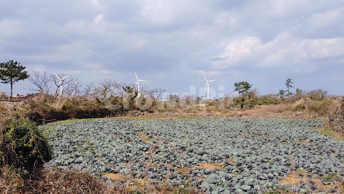 하늘,구름,풍경,cloud,sky,nature,농업,농사,agriculture,farming,farming industry