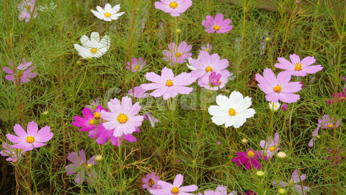 꽃,꽃길,식물,코스모스,코스모스축제,가을,계절,fall,autumn,season,식물,자연,plants,nature,꽃,flower,plant,blossom,anemone,아네모네