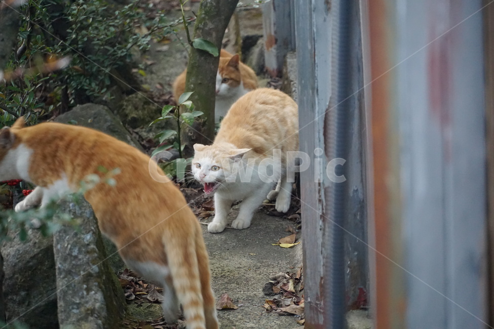 고양이,치즈,길냥이,코숏,코리안숏테일,동물,동물,animal,포유류,mammal,고양이,cat,kitten,kitty
