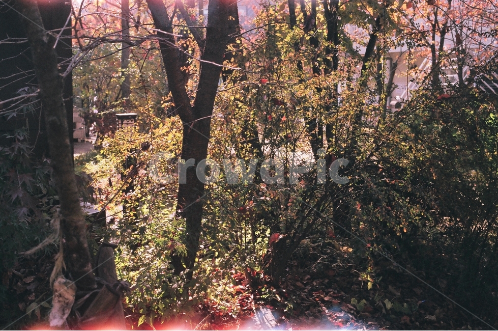 단풍,가을,빛샘,lightleak,filmburn,필름사진,필름,flim,fall,maple,foliage,tree,나무