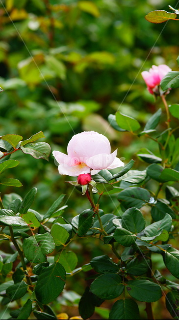 장미,장미꽃,로즈,플라워,꽃,생화,식물,자연,plants,nature,꽃,flower