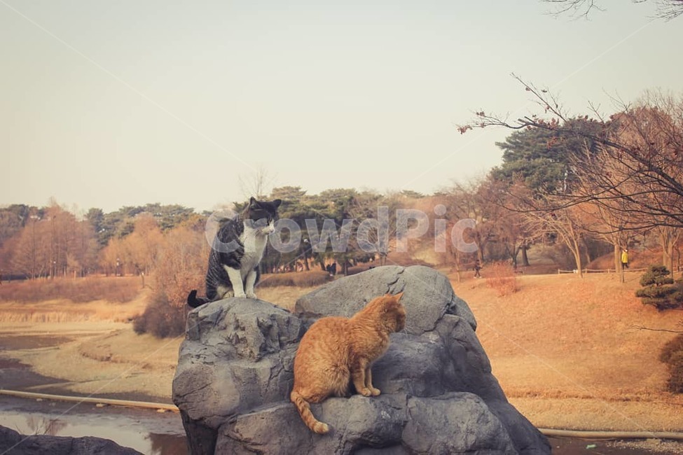 고양이,월드컵경기장,cat,가을,fall,동물,animal,포유류,mammal,고양이,cat,kitten,kitty