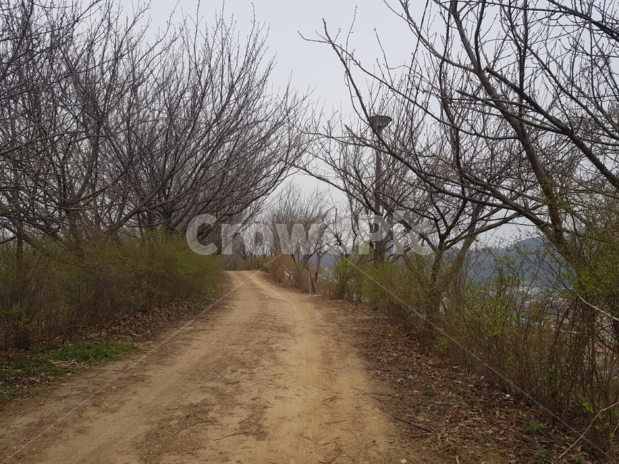 겨울,겨울길,앙상한나무,겨울나무,winter,식물,자연,plants,nature,나무,trees,wood