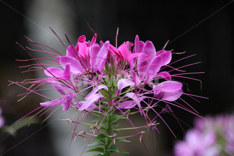 족두리꽃,풍접초,꽃,분홍,접사,여름,sowbread,flower,bloom,pink,식물,plant,식물,자연,plants,nature,꽃,flower