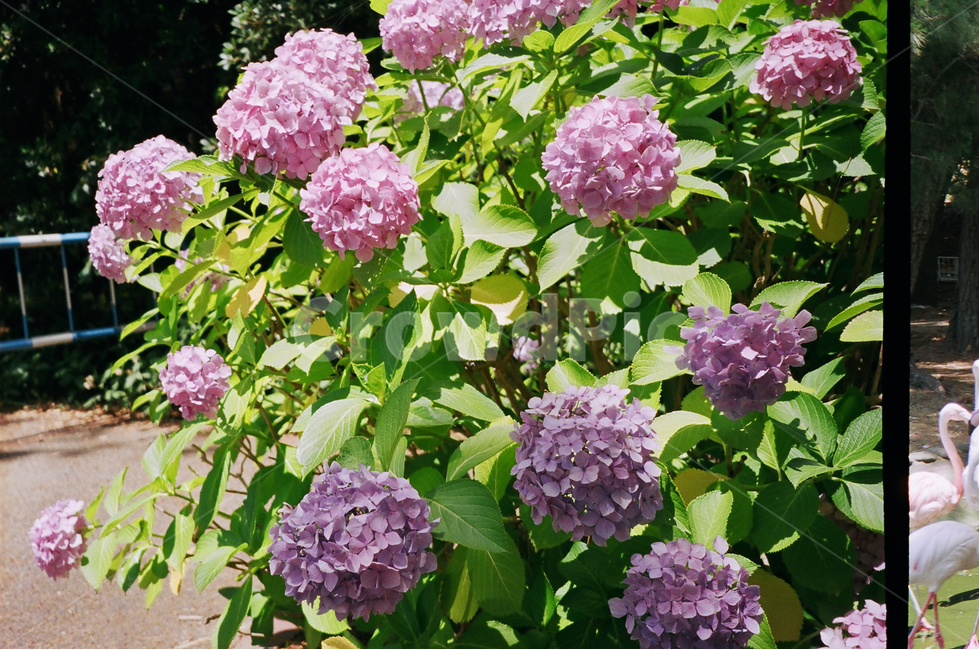 꽃,flower,수국,보라색꽃,purpleflower,garden,정원,hydrangea